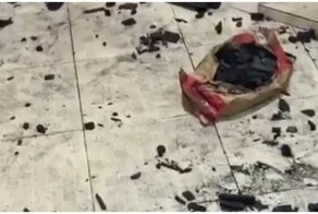 Шкодливый пес поиграл с пакетом угля