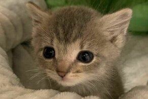 Незаконно милые: 20+ котеек, которые своруют ваше сердечко