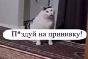"***дуй на прививку": Мособлштаб опубликовал видео с котом, нецензурно призывающим вакцинироваться