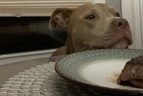 Голодная собака прошла испытание стейком