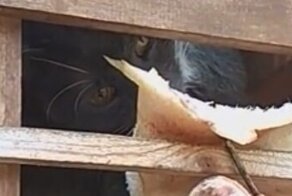 Кот готов на любые трудности, чтобы добраться до сала в птичьей кормушке