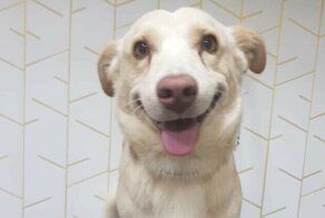 Спасибо, люди: 20+ бездомных животных, которым подарили новую жизнь