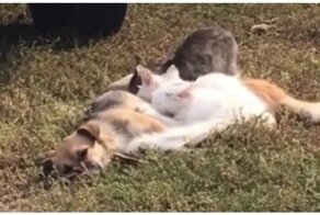 Котопёс: cобака кормит своим молоком четырех котят