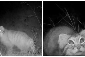 Вы посмотрите, кто пришёл: редкий котик-манул заинтересовался фотоловушкой и попал на видео