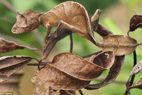 Мастера камуфляжа (14 фото)