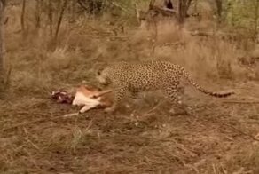 Детёныш леопарда скинул тушу импалы на голову своей матери