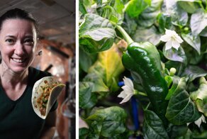 Астронавты NASA впервые вырастили перец на МКС