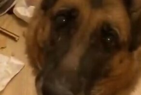 Вот и папа вернулся: собака радостно встречает хозяина