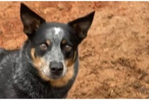 Смышлёный пёс копает траншею для воды