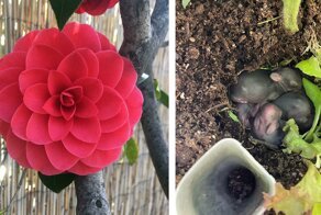 35 интересных фото из онлайн-сообщества для садоводов