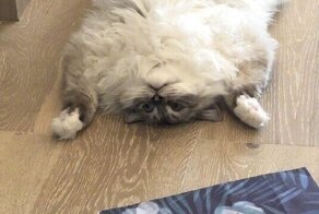 20+ животных, которые покажут вам, как познать дзен среди суеты