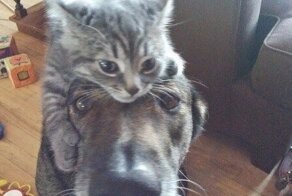 20 фотографий, которые доказывают, что один питомец - хорошо, а два - лучше