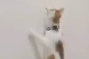 Кошка достала котёнку его любимую игрушку