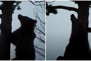 Любопытный медвежонок снял уникальное видео в заповеднике