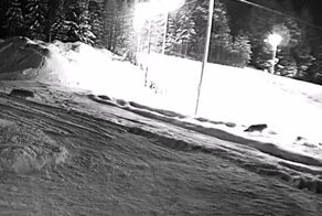 Жители российского посёлка попросили перевести детей на дистант из-за волков