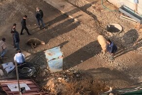 А из нашего окна: в Симферополе гастарбайтеры устроили скотобойню под окнами жилых домов