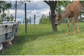 Кошка впервые видит оленя