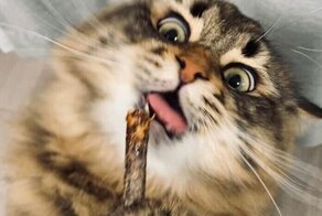 Котяра строит уморительные выражения мордочки