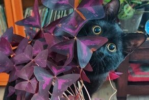 27 замечательных фотографий от любителей комнатных растений