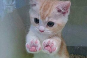 Что за прелесть: 20+ фото с животными, которые умилят любого