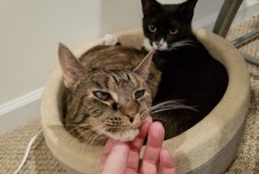 17 ревнивых питомцев, которые ни с кем не желают делить любимого хозяина