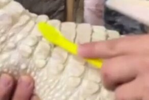 Доставка балдежей: аллигатору-альбиносу чешут спинку