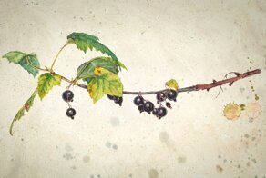 Желтеет смородина: причины и способы обработки кустарника