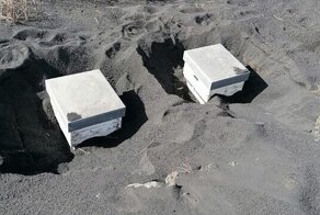 Полицейские спасли пчел, которых засыпало пеплом два месяца назад