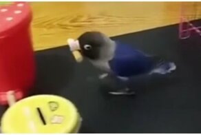 Типичный рабочий день смышленого попугая