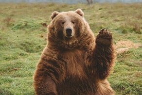 20+ забавных кадров с медведями, которые вызывают улыбку