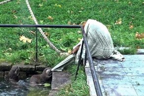 Перетягивание каната в исполнении орангутана и семейства выдр