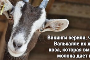 20+ любопытных фактов обо всем на свете