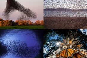 Плоды эволюции, которые больше похожи на фотошоп: мурмурация и другие примеры коллективного движения