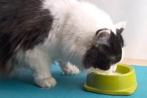 Действительно ли кошек нельзя поить молоком?