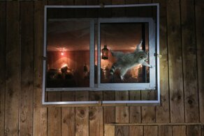 Смешные и милые: названы лучшие работы фотоконкурса диких животных