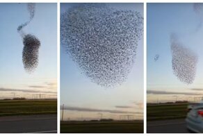 Мурмурация: удивительный полёт скворцов замечен на Юге России