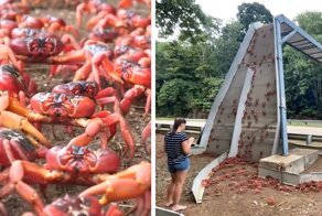 50 миллионов крабов заполонили остров в Австралии