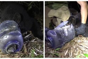 Пластмассовый мир проиграл: медведицу освободили из полиэтиленовых уз