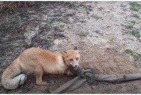 Спасение запутавшегося в тряпке лисёнка