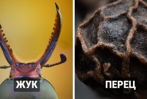 17 макрофотографий нашего удивительного мира