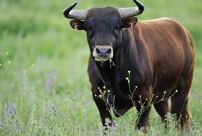 В Башкирии пытаются продать арестованное семя быков