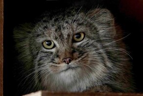 В Московский зоопарк прибыли два котенка манула