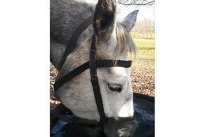 На дне вкуснее: как пьют воду некоторые лошади 