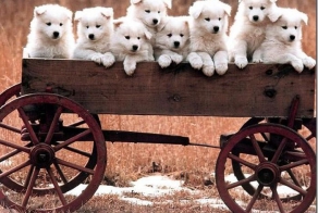 Белоснежная Самоедская лайка (34 фото)