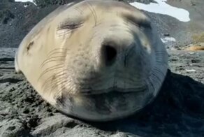 Будьте здоровы: как чихают тюлени