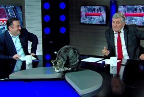 Пушистый специалист: кот прервал грузинскую политическую передачу