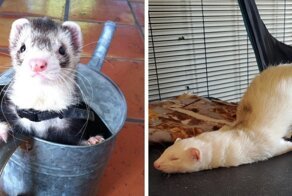 С хорьками скучно не бывает