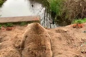 Медведь улёгся в яму, чтобы наблюдать за утками
