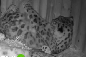 Вдвоем спать всегда теплее