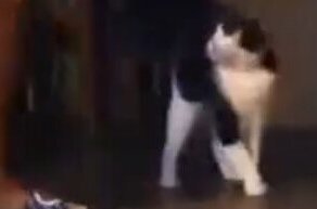 Страшнее кошки зверя нет